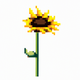 A beautiful, towering sunflower  app icon - ai app icon generator - app icon aesthetic - app icons