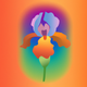 A AI-generated app icon of an iris flower in blue-green color and spring green color and burnt orange color and raspberry color color scheme