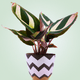 A AI-generated app icon of potted Calathea Ornata in honeysuckle , lime green , purple , light green color scheme