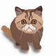 A AI-generated app icon of Exotic Shorthair Cat in clear , merlot , blush pink , teal color scheme