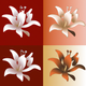 A striking and colorful tiger lily  app icon - ai app icon generator - app icon aesthetic - app icons
