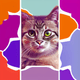 An app icon of  a cat with Gainsboro and Honeysuckle scheme color