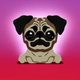 An app icon of a pug with red color scheme